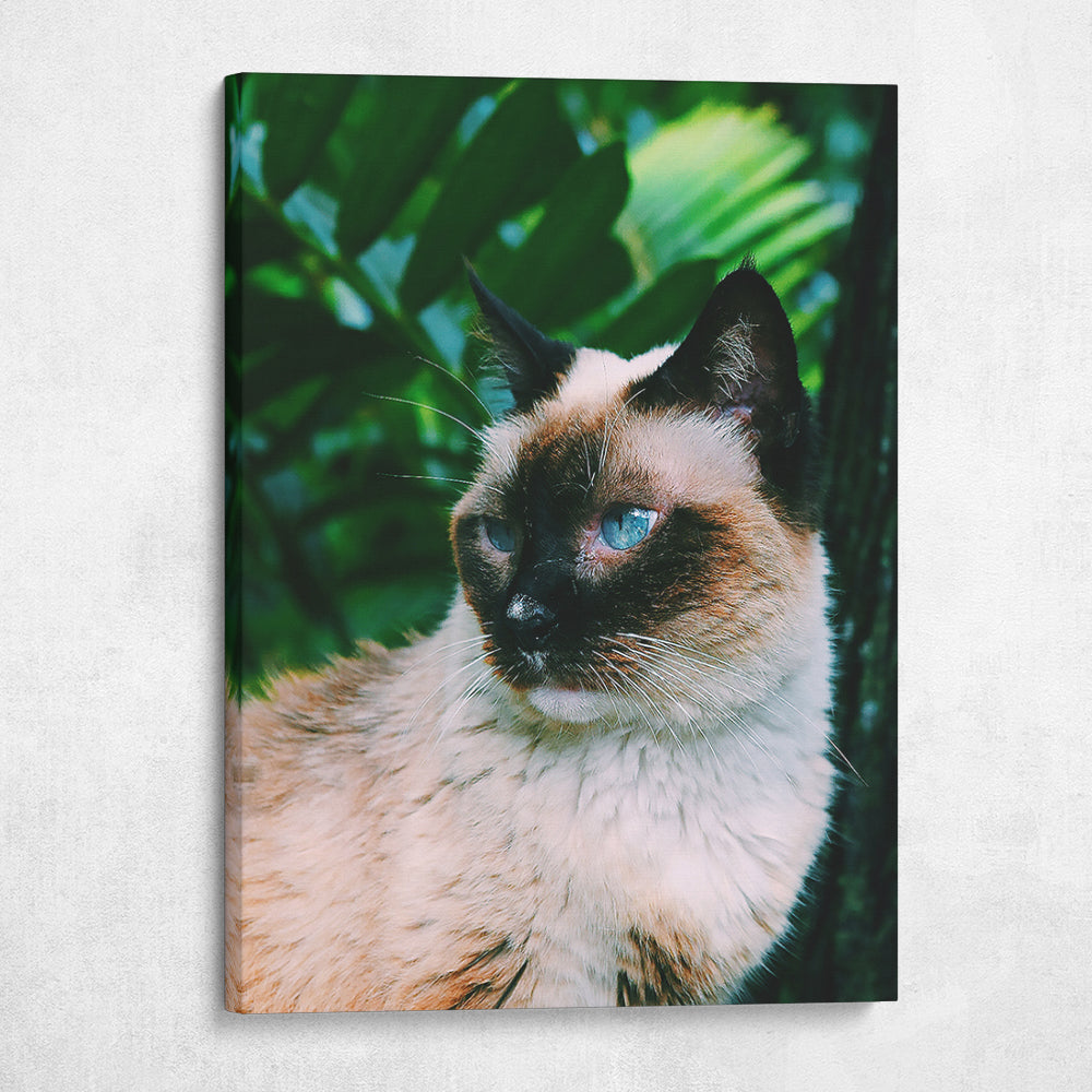 Blue Eyed Cat