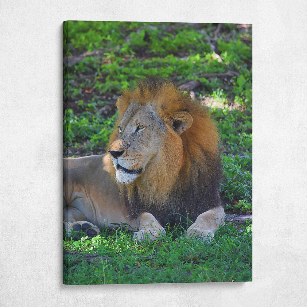 Lion's Pride