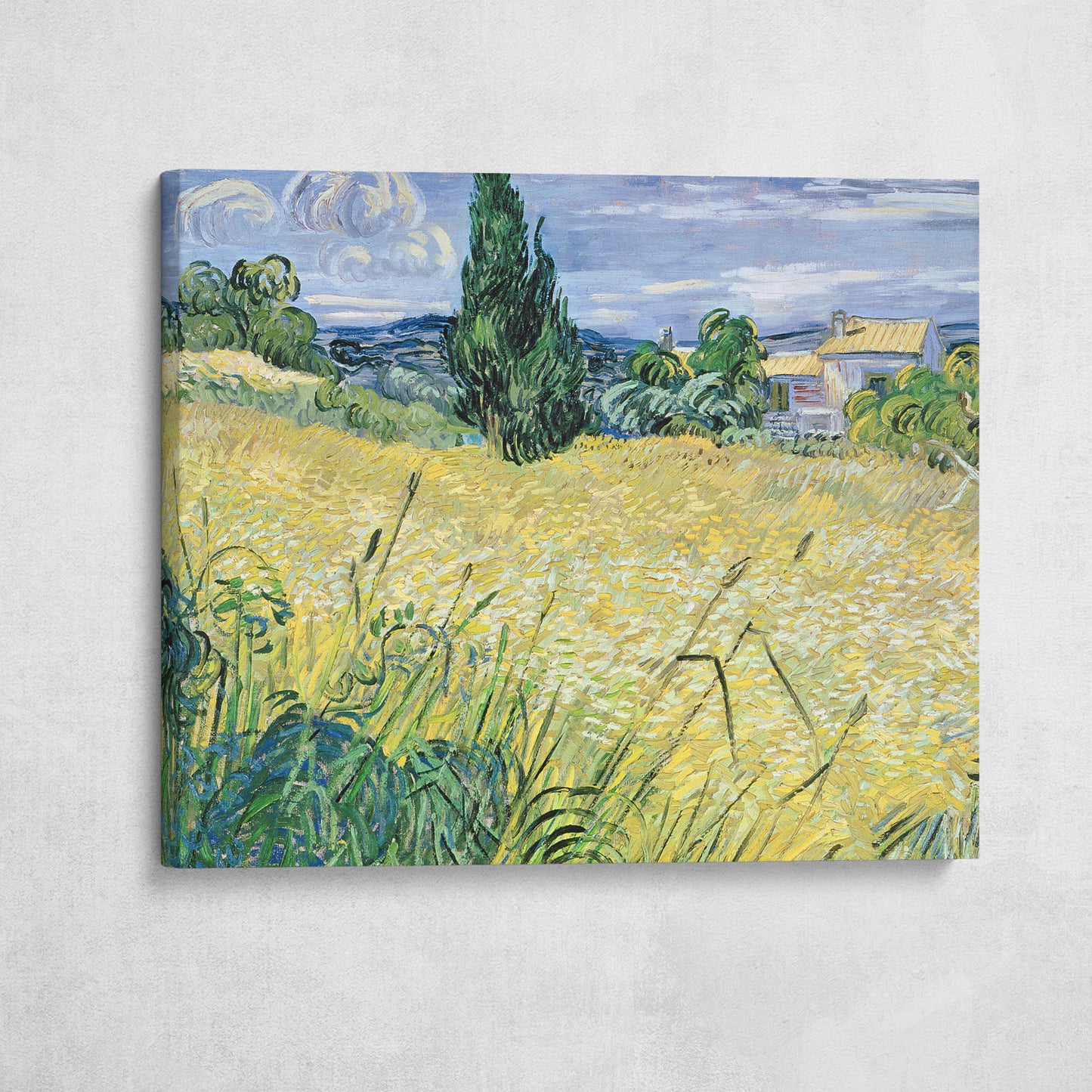 Green Wheat Field with Cypress