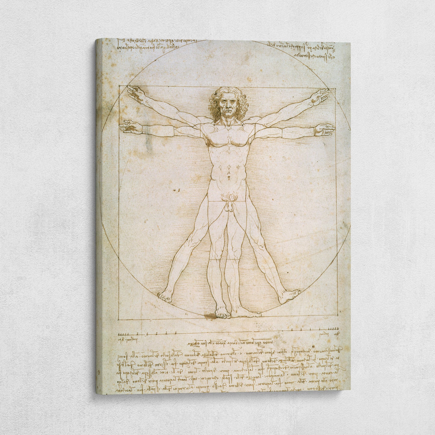 The Vitruvian Man