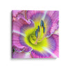 Dennis Sabo Photography-Mesmerizing colors from a hybrid Day Lily Farm provides the back drop for these gorgeous impressionistic intricate views of these magnificent flowers.