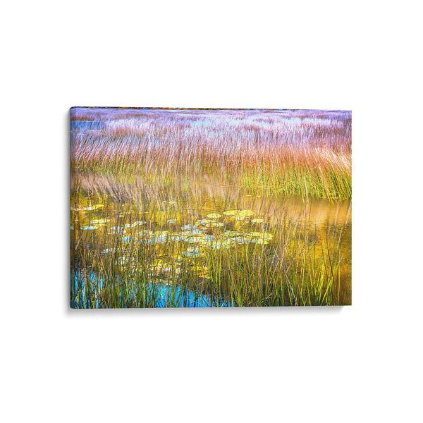 Dennis Sabo Photography-My new nature abstracts are from “The Tarn”- Acadia National Park. The Tarn is a shallow, weedy “pond”.