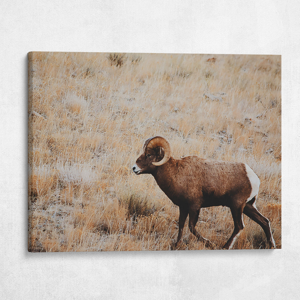 Big Horn Sheep