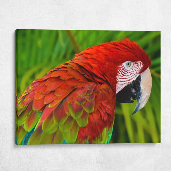 Green-Wing Macaw