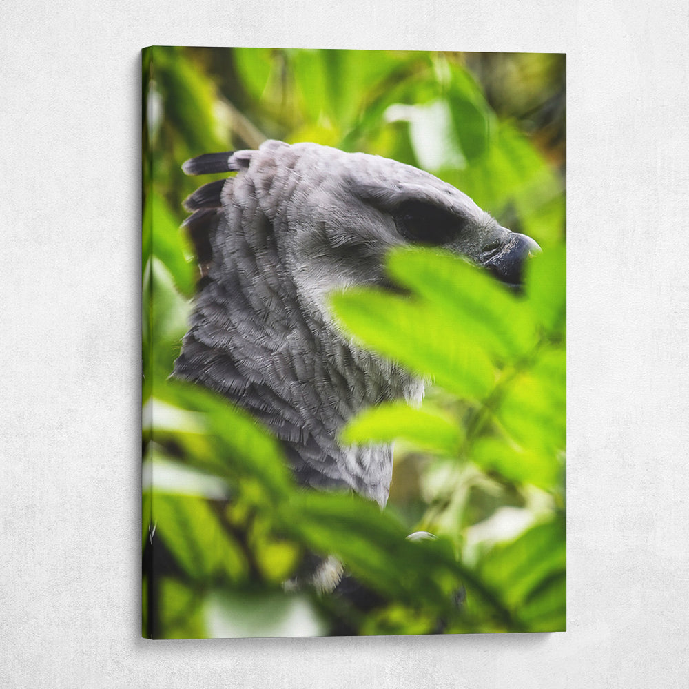 Harpy Eagle