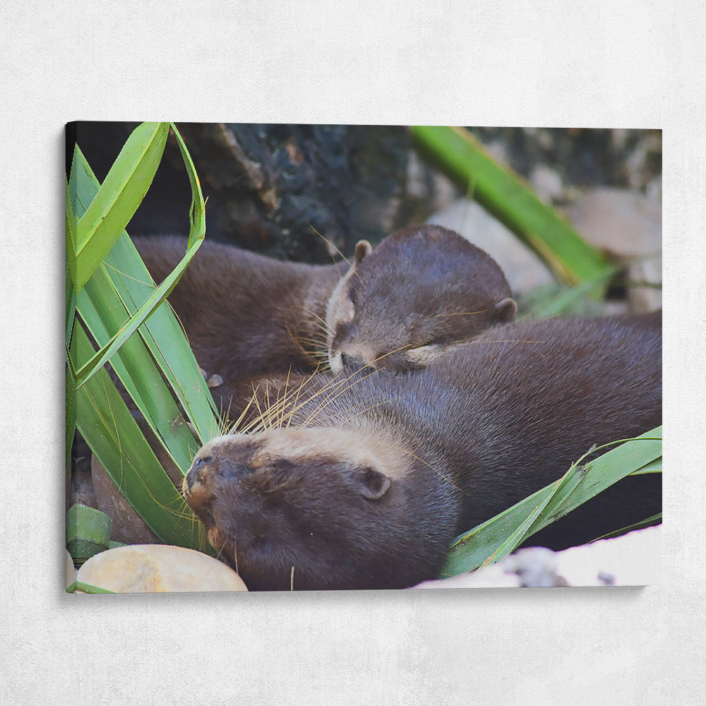River Otter Friends