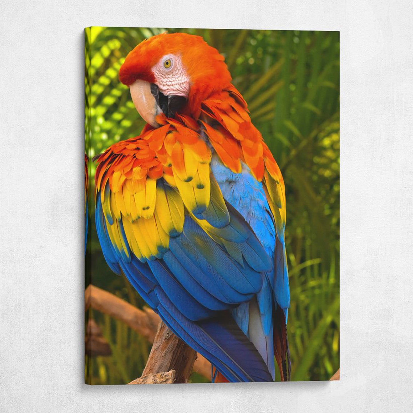 Scarlet Macaw