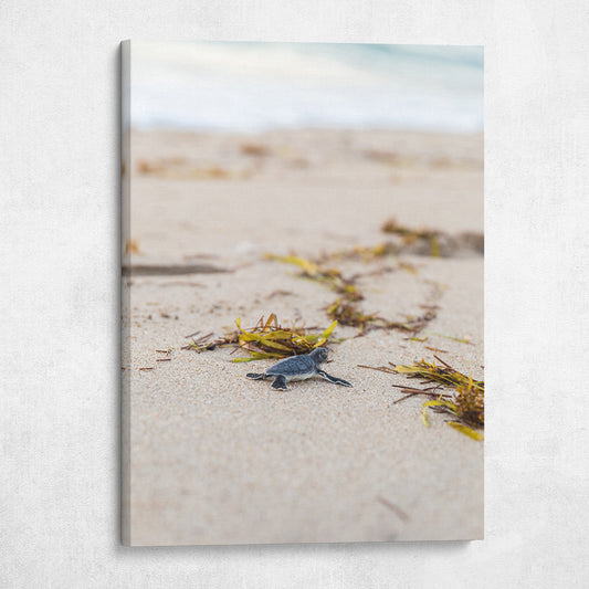 Turtle Hatchling